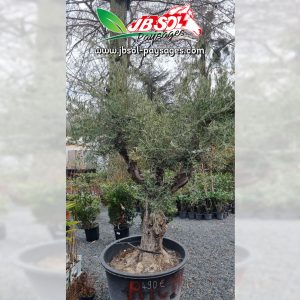 Olea Europaea +80 Cont