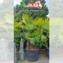 Trachycarpus Fortunei Multitronc C 120 L