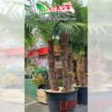 Trachycarpus Fortunei Multitronc C 280 L