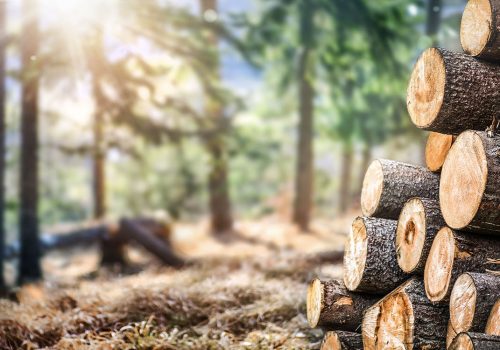 Forest pine and spruce trees. Log trunks pile,  the logging timber wood industry. Wide banner or panorama wooden trunks.